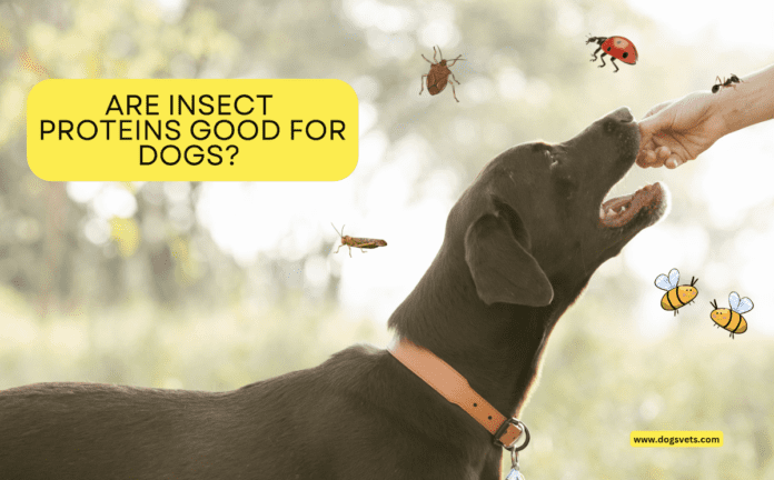 Are Insect Proteins Good for Dogs? Exploring the Benefits and Drawbacks